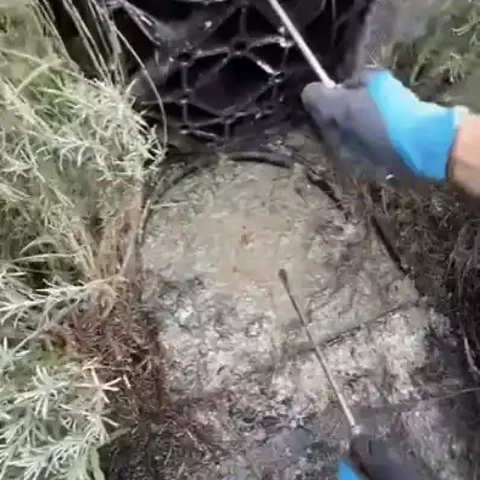 Technician in blue gloves clearing leaves and debris from a clogged outdoor drain
